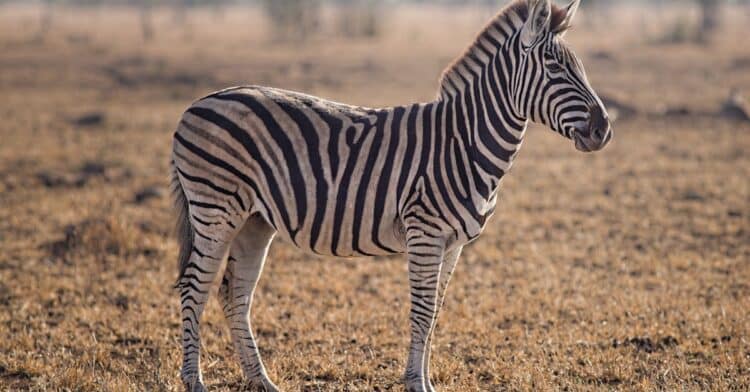 découvrez l'importance de la conservation de la faune sauvage et ses enjeux à travers des initiatives et des actions de préservation de la biodiversité.