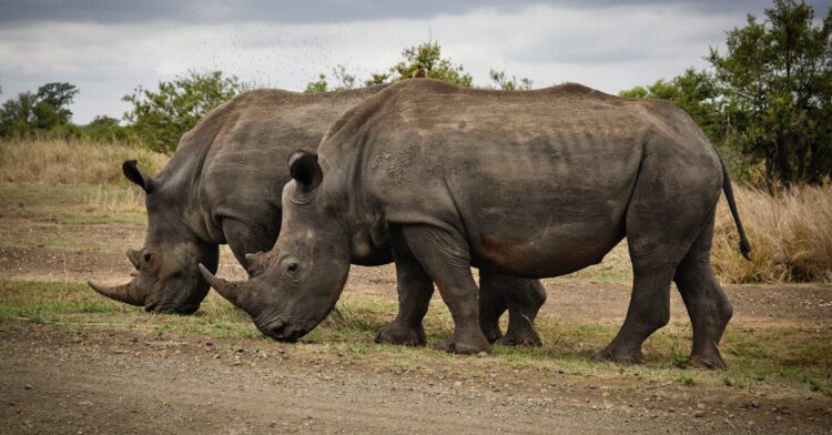 découvrez les espèces en voie de disparition à travers le monde et les actions nécessaires pour les protéger. apprenez comment préserver la biodiversité et agir pour la conservation de la faune et de la flore.